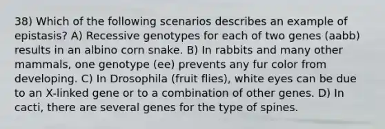 38) Which of the following scenarios describes an example of epistasis? A) Recessive genotypes for each of two genes (aabb) results in an albino corn snake. B) In rabbits and many other mammals, one genotype (ee) prevents any fur color from developing. C) In Drosophila (fruit flies), white eyes can be due to an X-linked gene or to a combination of other genes. D) In cacti, there are several genes for the type of spines.