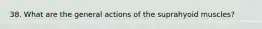 38. What are the general actions of the suprahyoid muscles?