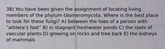 38) You have been given the assignment of locating living members of the phylum Glomeromycota. Where is the best place to look for these fungi? A) between the toes of a person with ʺathleteʹs footʺ B) in stagnant freshwater ponds C) the roots of vascular plants D) growing on rocks and tree bark E) the kidneys of mammals