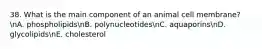 38. What is the main component of an animal cell membrane? nA. phospholipidsnB. polynucleotidesnC. aquaporinsnD. glycolipidsnE. cholesterol