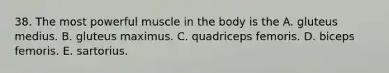 38. The most powerful muscle in the body is the A. gluteus medius. B. gluteus maximus. C. quadriceps femoris. D. biceps femoris. E. sartorius.