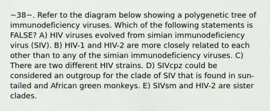 ~38~. Refer to the diagram below showing a polygenetic tree of immunodeficiency viruses. Which of the following statements is FALSE? A) HIV viruses evolved from simian immunodeficiency virus (SIV). B) HIV-1 and HIV-2 are more closely related to each other than to any of the simian immunodeficiency viruses. C) There are two different HIV strains. D) SIVcpz could be considered an outgroup for the clade of SIV that is found in sun-tailed and African green monkeys. E) SIVsm and HIV-2 are sister clades.