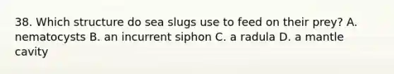 38. Which structure do sea slugs use to feed on their prey? A. nematocysts B. an incurrent siphon C. a radula D. a mantle cavity