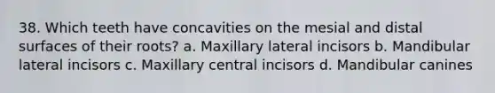 38. Which teeth have concavities on the mesial and distal surfaces of their roots? a. Maxillary lateral incisors b. Mandibular lateral incisors c. Maxillary central incisors d. Mandibular canines