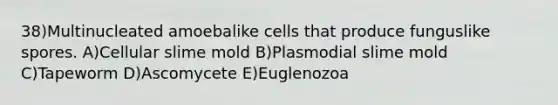 38)Multinucleated amoebalike cells that produce funguslike spores. A)Cellular slime mold B)Plasmodial slime mold C)Tapeworm D)Ascomycete E)Euglenozoa