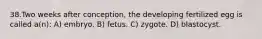 38.Two weeks after conception, the developing fertilized egg is called a(n): A) embryo. B) fetus. C) zygote. D) blastocyst.