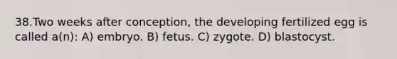 38.Two weeks after conception, the developing fertilized egg is called a(n): A) embryo. B) fetus. C) zygote. D) blastocyst.