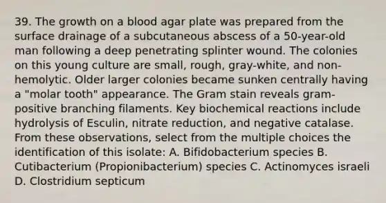 39. The growth on a blood agar plate was prepared from the surface drainage of a subcutaneous abscess of a 50-year-old man following a deep penetrating splinter wound. The colonies on this young culture are small, rough, gray-white, and non-hemolytic. Older larger colonies became sunken centrally having a "molar tooth" appearance. The Gram stain reveals gram-positive branching filaments. Key biochemical reactions include hydrolysis of Esculin, nitrate reduction, and negative catalase. From these observations, select from the multiple choices the identification of this isolate: A. Bifidobacterium species B. Cutibacterium (Propionibacterium) species C. Actinomyces israeli D. Clostridium septicum