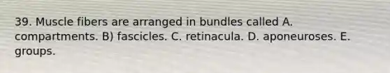 39. Muscle fibers are arranged in bundles called A. compartments. B) fascicles. C. retinacula. D. aponeuroses. E. groups.