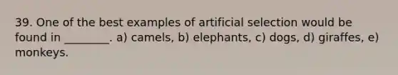 39. One of the best examples of artificial selection would be found in ________. a) camels, b) elephants, c) dogs, d) giraffes, e) monkeys.