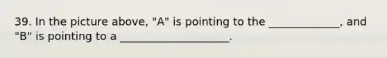 39. In the picture above, "A" is pointing to the _____________, and "B" is pointing to a ____________________.