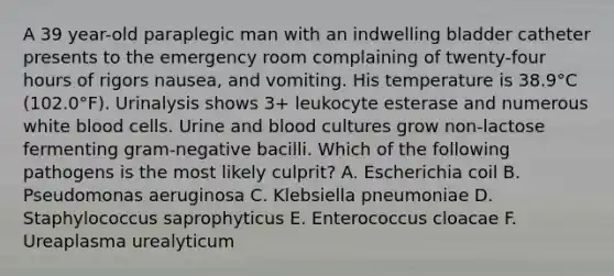 A 39 year-old paraplegic man with an indwelling bladder catheter presents to the emergency room complaining of twenty-four hours of rigors nausea, and vomiting. His temperature is 38.9°C (102.0°F). Urinalysis shows 3+ leukocyte esterase and numerous white blood cells. Urine and blood cultures grow non-lactose fermenting gram-negative bacilli. Which of the following pathogens is the most likely culprit? A. Escherichia coil B. Pseudomonas aeruginosa C. Klebsiella pneumoniae D. Staphylococcus saprophyticus E. Enterococcus cloacae F. Ureaplasma urealyticum