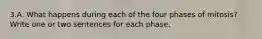 3.A. What happens during each of the four phases of mitosis? Write one or two sentences for each phase.