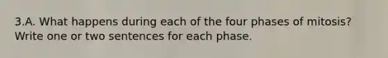 3.A. What happens during each of the four phases of mitosis? Write one or two sentences for each phase.