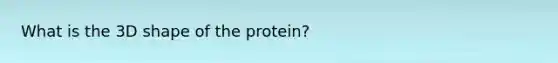 What is the 3D shape of the protein?