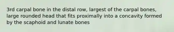 3rd carpal bone in the distal row, largest of the carpal bones, large rounded head that fits proximally into a concavity formed by the scaphoid and lunate bones