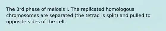 The 3rd phase of meiosis I. The replicated homologous chromosomes are separated (the tetrad is split) and pulled to opposite sides of the cell.