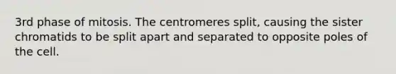 3rd phase of mitosis. The centromeres split, causing the sister chromatids to be split apart and separated to opposite poles of the cell.