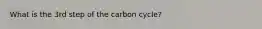 What is the 3rd step of the carbon cycle?