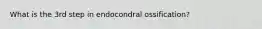 What is the 3rd step in endocondral ossification?