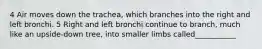 4 Air moves down the trachea, which branches into the right and left bronchi. 5 Right and left bronchi continue to branch, much like an upside-down tree, into smaller limbs called___________