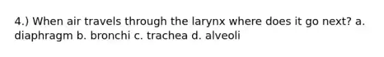 4.) When air travels through the larynx where does it go next? a. diaphragm b. bronchi c. trachea d. alveoli