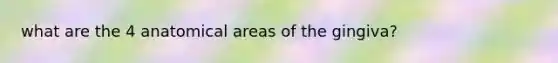 what are the 4 anatomical areas of the gingiva?