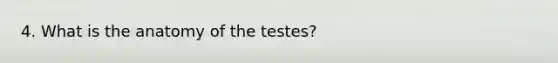 4. What is the anatomy of the testes?