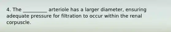 4. The __________ arteriole has a larger diameter, ensuring adequate pressure for filtration to occur within the renal corpuscle.