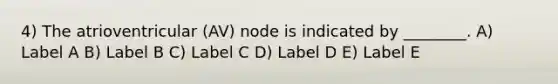 4) The atrioventricular (AV) node is indicated by ________. A) Label A B) Label B C) Label C D) Label D E) Label E