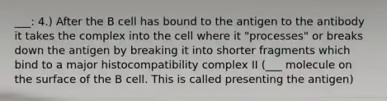 ___: 4.) After the B cell has bound to the antigen to the antibody it takes the complex into the cell where it "processes" or breaks down the antigen by breaking it into shorter fragments which bind to a major histocompatibility complex II (___ molecule on the surface of the B cell. This is called presenting the antigen)