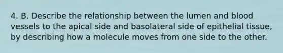 4. B. Describe the relationship between the lumen and blood vessels to the apical side and basolateral side of epithelial tissue, by describing how a molecule moves from one side to the other.