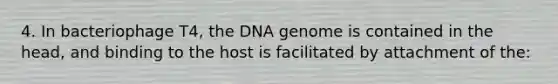 4. In bacteriophage T4, the DNA genome is contained in the head, and binding to the host is facilitated by attachment of the: