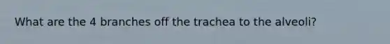 What are the 4 branches off the trachea to the alveoli?