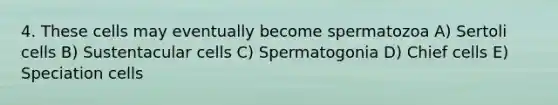 4. These cells may eventually become spermatozoa A) Sertoli cells B) Sustentacular cells C) Spermatogonia D) Chief cells E) Speciation cells