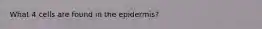 What 4 cells are found in the epidermis?