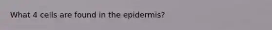 What 4 cells are found in <a href='https://www.questionai.com/knowledge/kBFgQMpq6s-the-epidermis' class='anchor-knowledge'>the epidermis</a>?