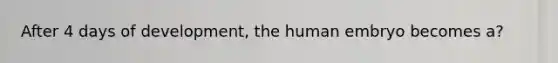 After 4 days of development, the human embryo becomes a?