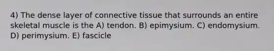 4) The dense layer of <a href='https://www.questionai.com/knowledge/kYDr0DHyc8-connective-tissue' class='anchor-knowledge'>connective tissue</a> that surrounds an entire skeletal muscle is the A) tendon. B) epimysium. C) endomysium. D) perimysium. E) fascicle