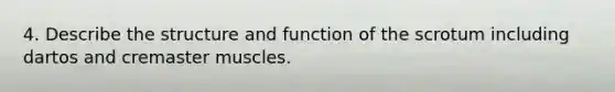 4. Describe the structure and function of the scrotum including dartos and cremaster muscles.