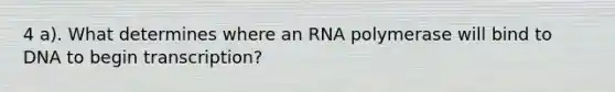 4 a). What determines where an RNA polymerase will bind to DNA to begin transcription?