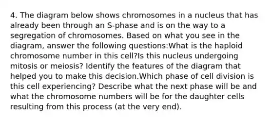 4. The diagram below shows chromosomes in a nucleus that has already been through an S-phase and is on the way to a segregation of chromosomes. Based on what you see in the diagram, answer the following questions:What is the haploid chromosome number in this cell?Is this nucleus undergoing mitosis or meiosis? Identify the features of the diagram that helped you to make this decision.Which phase of <a href='https://www.questionai.com/knowledge/kjHVAH8Me4-cell-division' class='anchor-knowledge'>cell division</a> is this cell experiencing? Describe what the next phase will be and what the chromosome numbers will be for the daughter cells resulting from this process (at the very end).