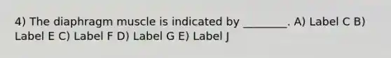 4) The diaphragm muscle is indicated by ________. A) Label C B) Label E C) Label F D) Label G E) Label J