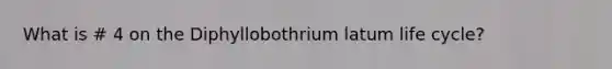 What is # 4 on the Diphyllobothrium latum life cycle?