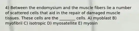 4) Between the endomysium and the muscle fibers lie a number of scattered cells that aid in the repair of damaged muscle tissues. These cells are the ________ cells. A) myoblast B) myofibril C) isotropic D) myosatellite E) myosin