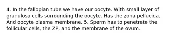 4. In the fallopian tube we have our oocyte. With small layer of granulosa cells surrounding the oocyte. Has the zona pellucida. And oocyte plasma membrane. 5. Sperm has to penetrate the follicular cells, the ZP, and the membrane of the ovum.