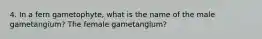 4. In a fern gametophyte, what is the name of the male gametangium? The female gametangium?