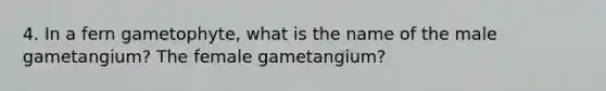 4. In a fern gametophyte, what is the name of the male gametangium? The female gametangium?