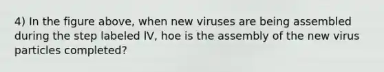 4) In the figure above, when new viruses are being assembled during the step labeled lV, hoe is the assembly of the new virus particles completed?