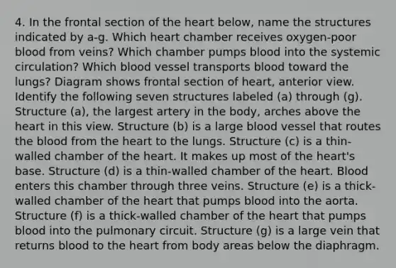 4. In the frontal section of the heart below, name the structures indicated by a-g. Which heart chamber receives oxygen-poor blood from veins? Which chamber pumps blood into the systemic circulation? Which blood vessel transports blood toward the lungs? Diagram shows frontal section of heart, anterior view. Identify the following seven structures labeled (a) through (g). Structure (a), the largest artery in the body, arches above the heart in this view. Structure (b) is a large blood vessel that routes the blood from the heart to the lungs. Structure (c) is a thin-walled chamber of the heart. It makes up most of the heart's base. Structure (d) is a thin-walled chamber of the heart. Blood enters this chamber through three veins. Structure (e) is a thick-walled chamber of the heart that pumps blood into the aorta. Structure (f) is a thick-walled chamber of the heart that pumps blood into the pulmonary circuit. Structure (g) is a large vein that returns blood to the heart from body areas below the diaphragm.